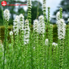 Лиатрис колосковый (Liatris spicata) Флористан Вайс С2 ГлХ/24