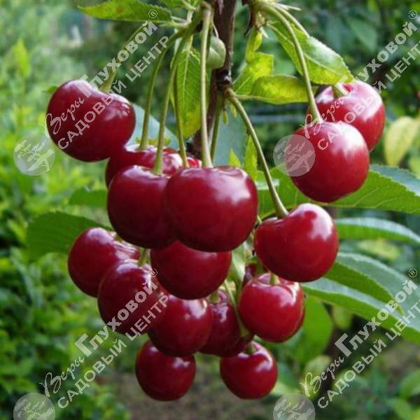 Дюк "Превосходная Веньяминова" на фото