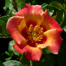 Основное изображение товара