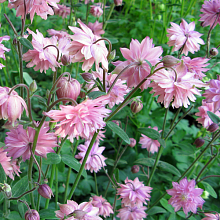 Основное изображение товара