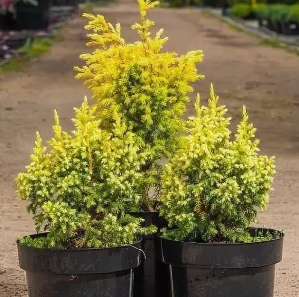 Основное изображение товара