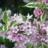 Вейгела цветущая (Weigela florida) Санни Принцесс С3 СП/25