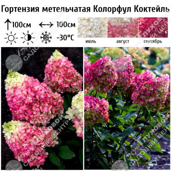 Гортензия метельчатая "Колорфул Коктейль" на фото