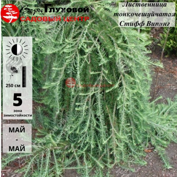 Лиственница тонкочешуйчатая "Стифф Випер" на фото