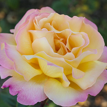 Основное изображение товара