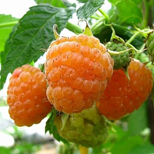 Рисунок 118.jpg