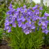 Колокольчик персиколистный (Campanula persicifolia) С2 НСп/26