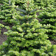Пихта корейская 