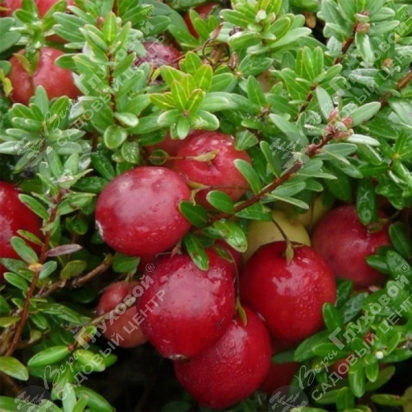 Клюква обыкновенная на фото