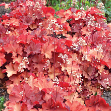 Основное изображение товара