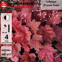 Основное изображение товара