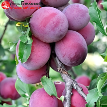 Основное изображение товара