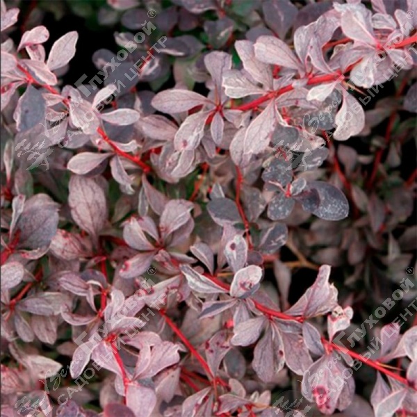 Барбарис оттавский "Сильвер Майлс" на фото