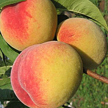 Персик Донской (морозоустойчивый сорт)