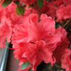 Азалия японская (Azalea japonica) 'Obtusum' С3 ПЧ/24