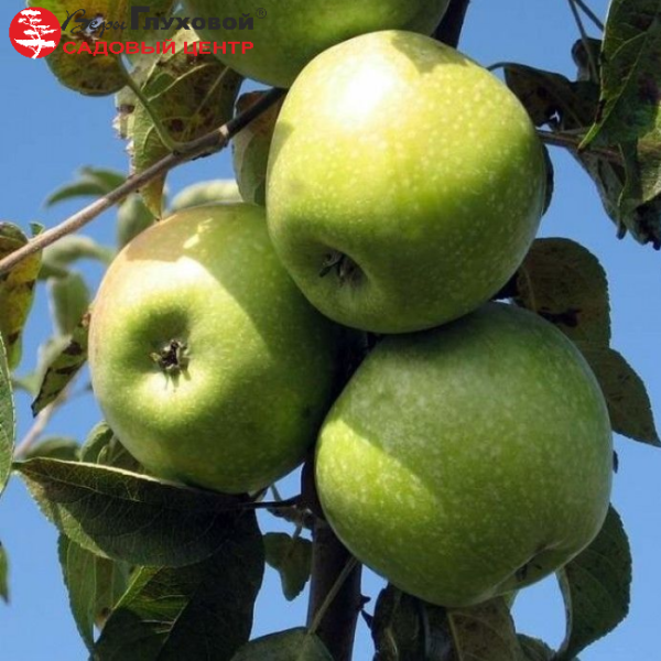 Основное изображение товара