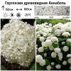 Гортензия древовидная (Hydrangea arborescens) Аннабель 2-3вет ОКС СП/25