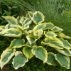 Хоста (Hosta) Либерти С2 ГлХ/26