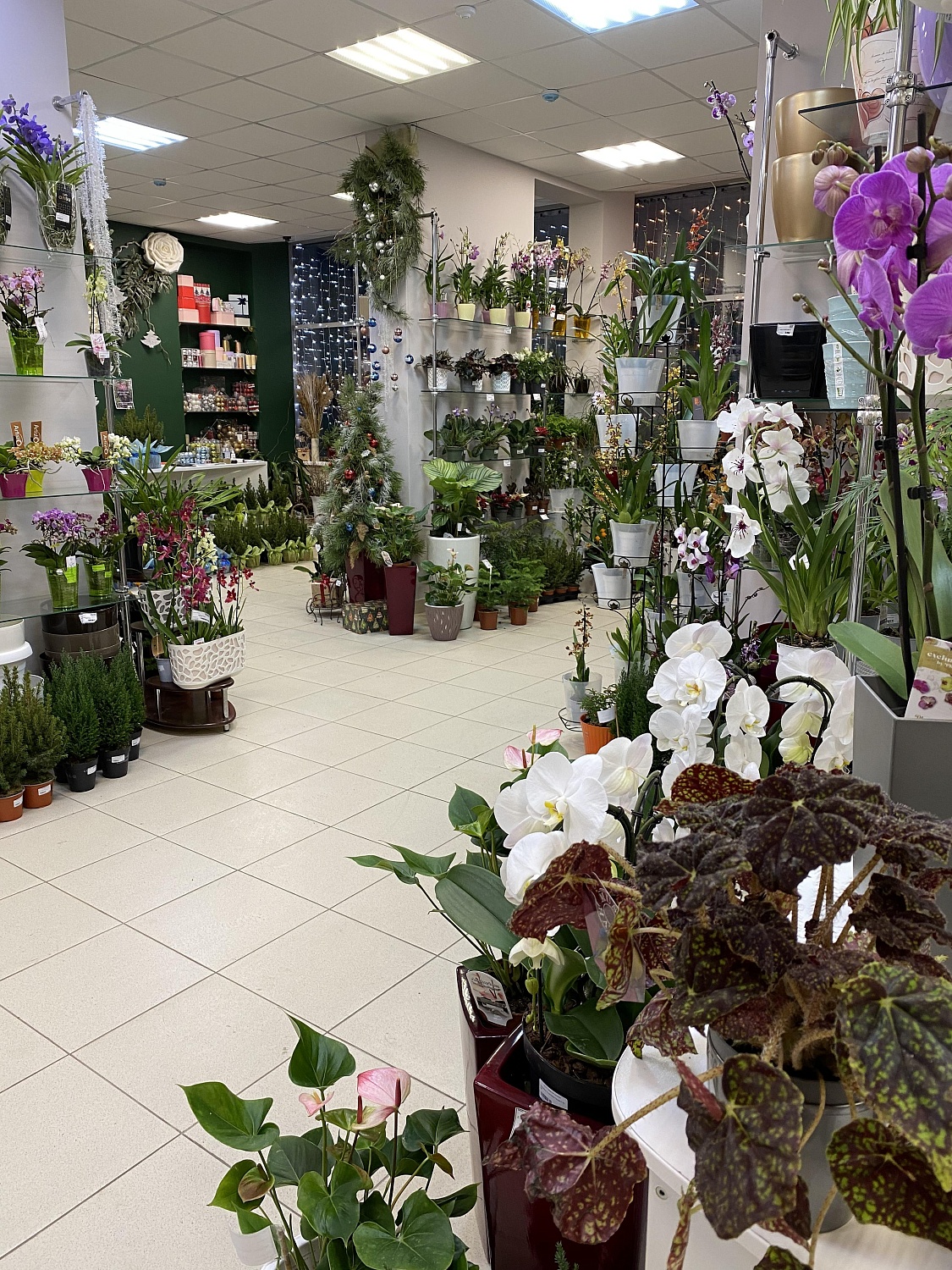 Новое поступление комнатных растений