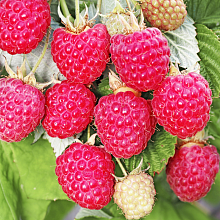 Основное изображение товара