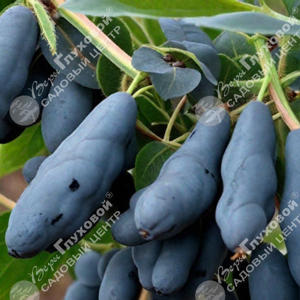 Жимолость "Сильгинка" на фото