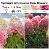 Гортензия метельчатая (Hydrangea paniculata) Пинк Промизе 2-3вет ОКС СП/25