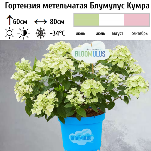Основное изображение товара