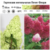 Гортензия метельчатая (Hydrangea paniculata) Петит Флори Р9 СП/26