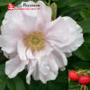 Роза Ругоза (Rosa rugosa) Wild Pearl С5 НАп/24