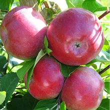 Основное изображение товара