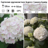 Гортензия крупнолистная (Hydrangea macrophyllа) Эндлесс Саммер Брайд С3 БдН/26