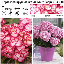 Основное изображение товара