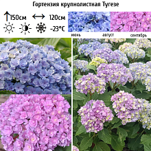 Основное изображение товара