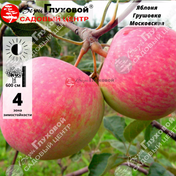 Яблоня "Грушовка Московская" на фото