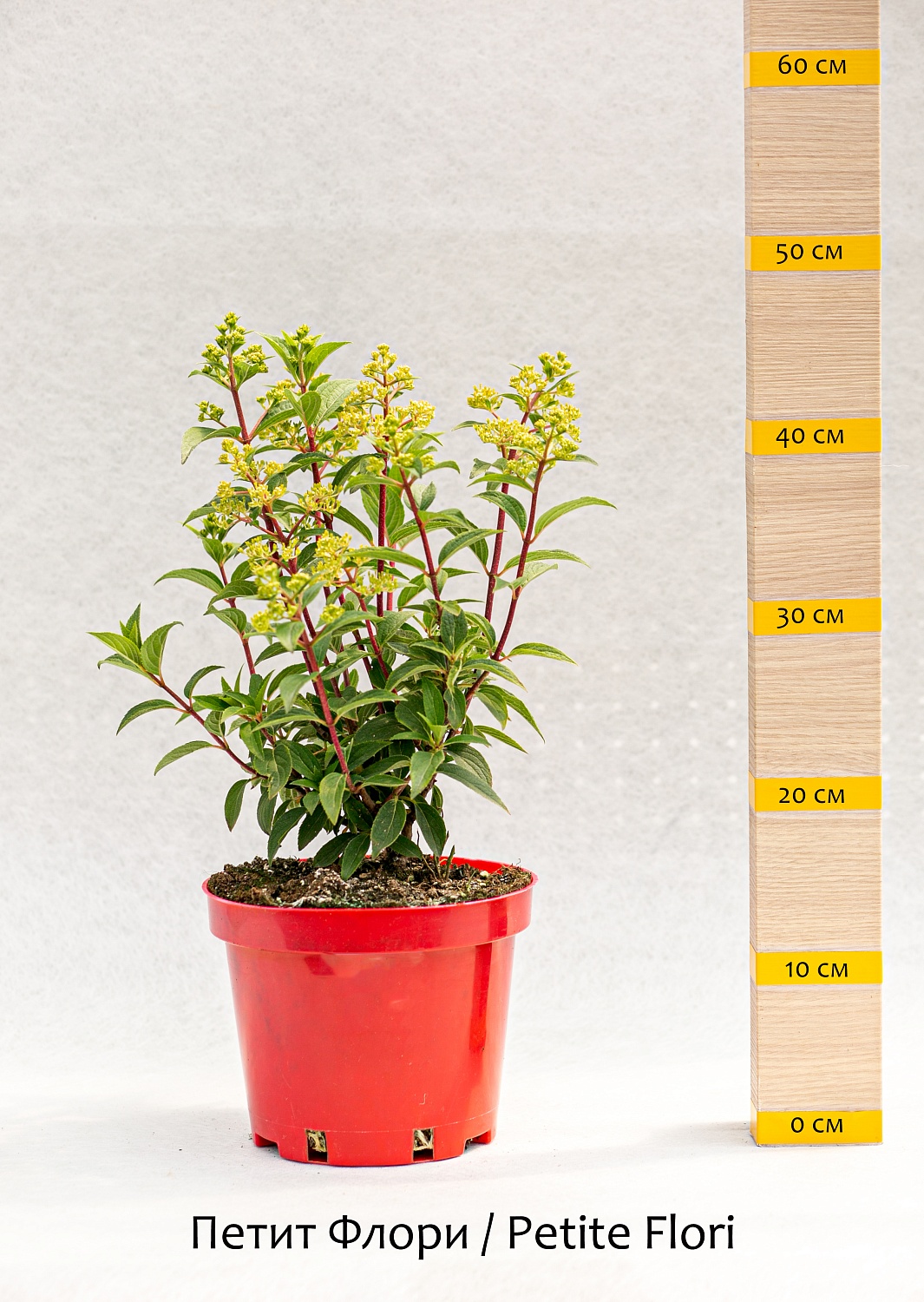 Новинки гортензий сезона 2022-2023 года