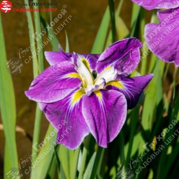 Ирис мечевидный  "Кэти Мендез" на фото
