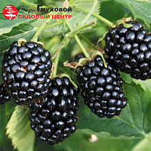 Основное изображение товара