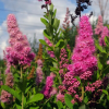 Спирея Билларда (Spiraea billardii) С3 СП/25