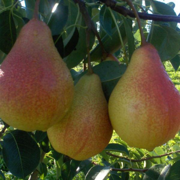 Груша Мраморная