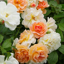 Основное изображение товара