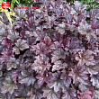 Гейхера 