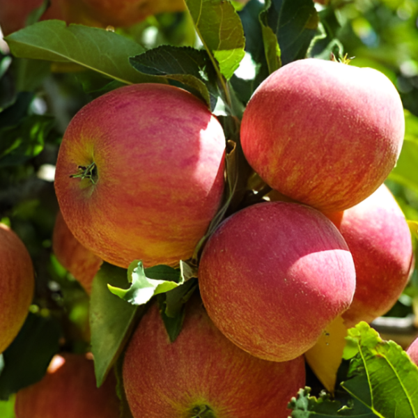 Основное изображение товара