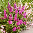 Буддлея Давида 