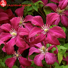 Основное изображение товара