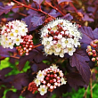 Пузыреплодник калинолистный 