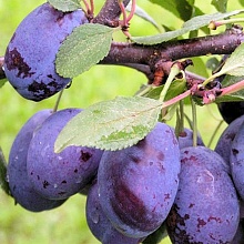 Основное изображение товара