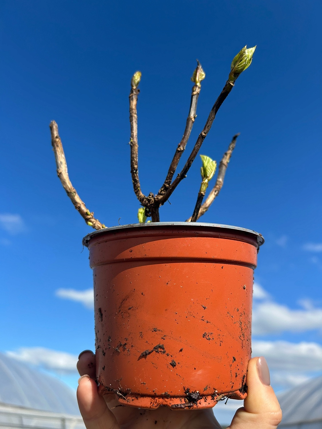 Крупнолистные новинки 