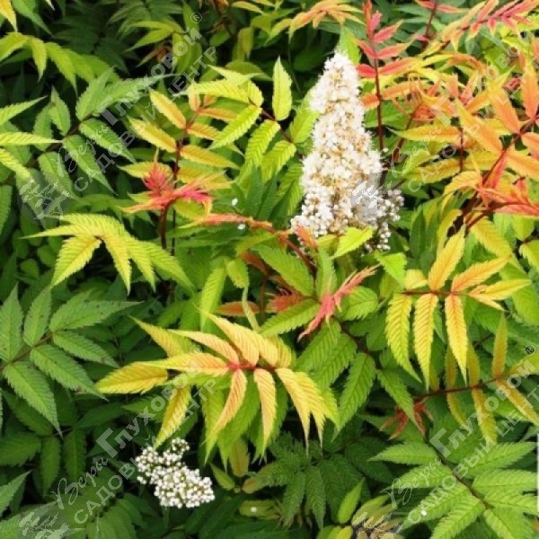 Рябинник рябинолистный "Сэм" на фото