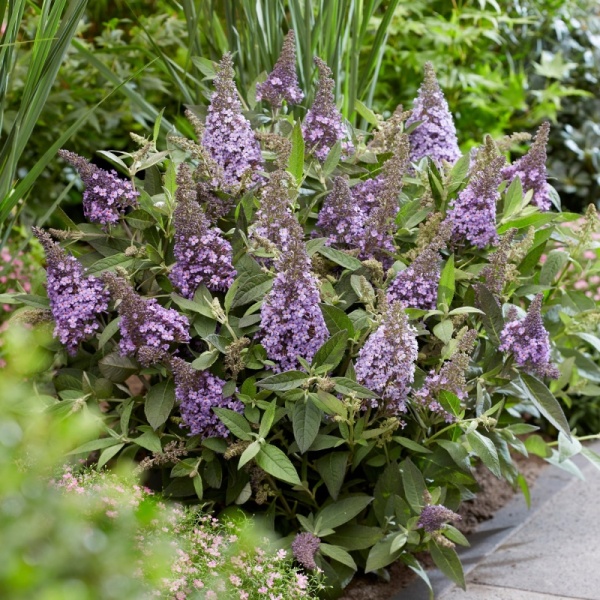 Основное изображение товара