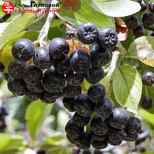 Основное изображение товара